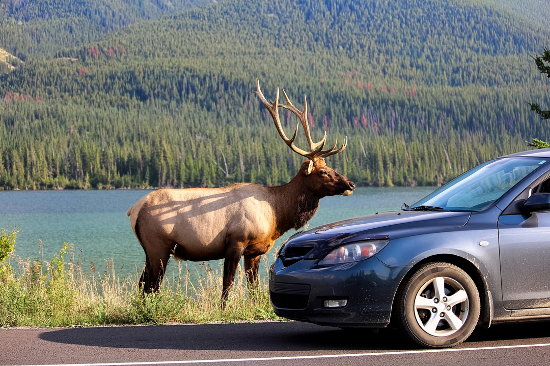 Elk and a Car on the Roadside by the Mountain