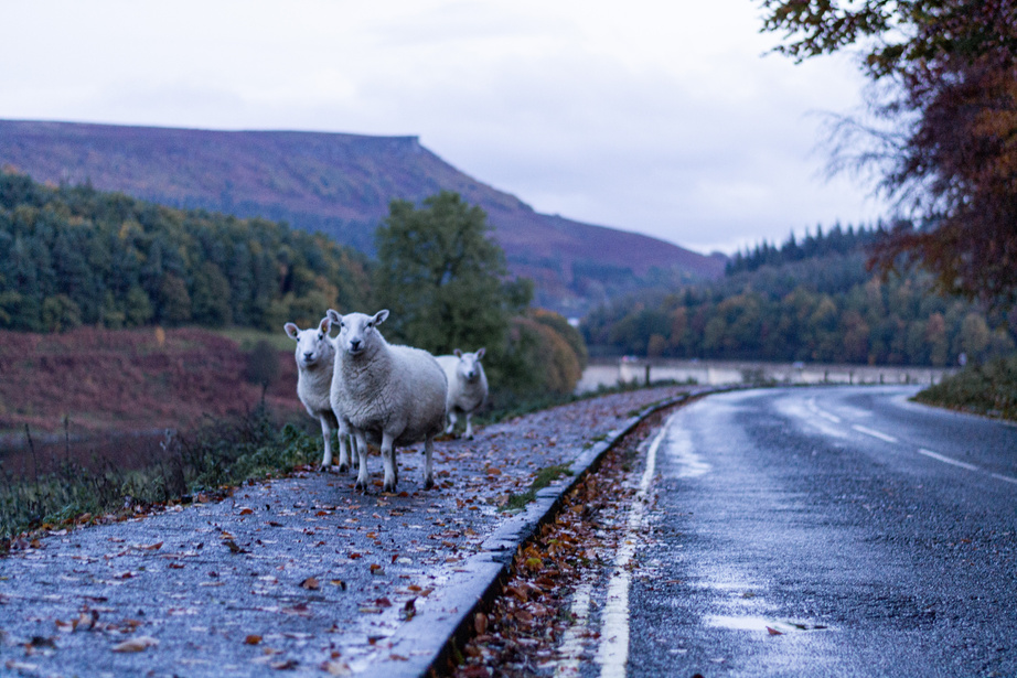 sheep on the road