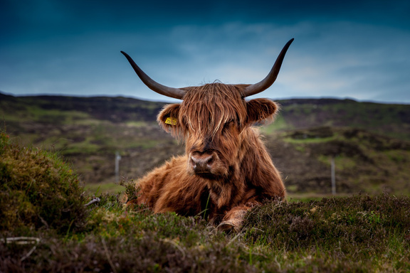 Highland Beef on the Meadow